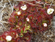 sundew